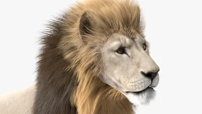 Самец из меха белого льва 3D Модель $129 - .max - Free3D
