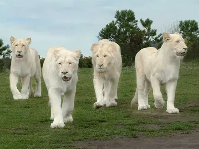 В Ярославском зоопарке умер белый лев Ярос - KP.RU