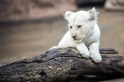 Гибрид белого кота и льва. Белый …» — создано в Шедевруме