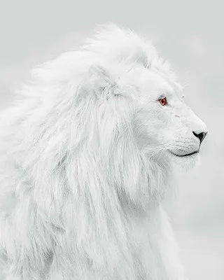 Самец из меха белого льва 3D Модель $129 - .max - Free3D