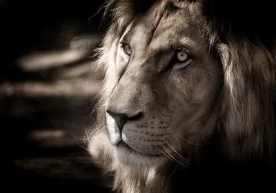 портрет белого льва в солнечном свете Стоковое Изображение - изображение  насчитывающей пышно, мощно: 268570619