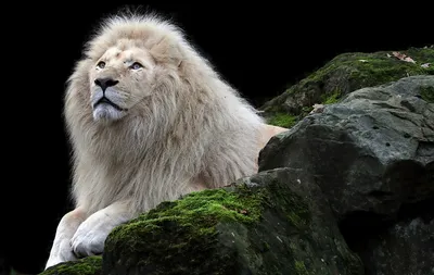В Ярославском зоопарке умер редкий белый лев Ярос - РИА Новости, 28.03.2023