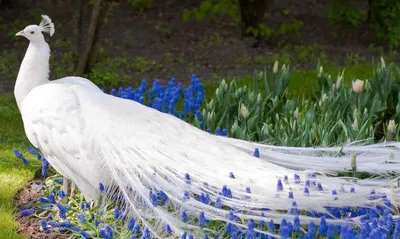 Белый павлин - райская птица (9 фото)