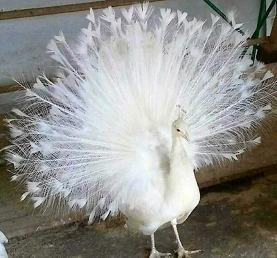 Павлин Leucistic белого павлина индийский Стоковое Фото - изображение  насчитывающей оперение, павлин: 145881494