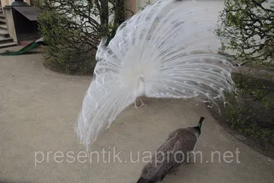 Уникальный белый павлин летит в Новосибирск | НДН.Инфо