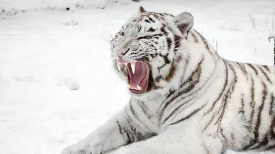 Обои белый тигр, снег, хищник, пасть, кошка, тигр картинки на рабочий стол,  фото скачать бесплатно