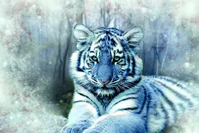 Обои Купание белого тигра, картинки - Обои для рабочего стола Купание белого  тигра фото из альбома: (животные)