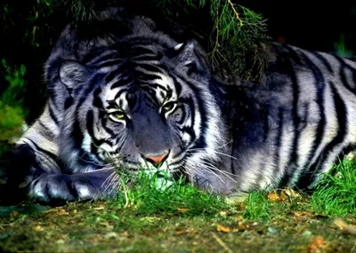 Скачать обои Белый тигр отдыхает (Белый тигр) для рабочего стола 1600х1024  (25:16) бесплатно, Фото Белый тигр отдыхает Белый тигр на рабочий стол. |  WPAPERS.RU (Wallpapers).