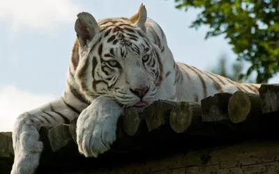 У Белого тигра в пасти красная роза, скачать обои для рабочего стола и  картинки.