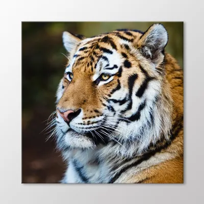 Белый тигр Кот Бенгальский тигр, Кот, белый, млекопитающее, животные png |  PNGWing