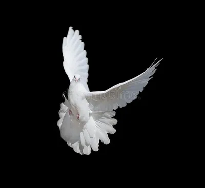Белый голубь на черном фоне Стоковое Фото - изображение насчитывающей на,  белый: 164072474 | Голубь, Картины, Фотографии животных
