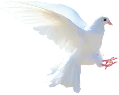 Белый голубь на белом фоне стоковое фото. изображение насчитывающей  изолировано - 178123070