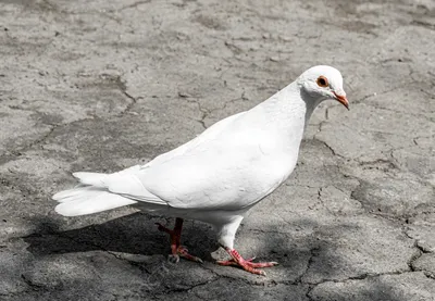 Белый голубь из частной породы или белый голубь питоми белый голуб из  Privatnog Uzgoja Ili Beli Golub Pismonoscaron a Стоковое Фото - изображение  насчитывающей невиновность, мило: 247997990