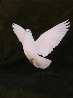 Белый голубь / PhotoXPress