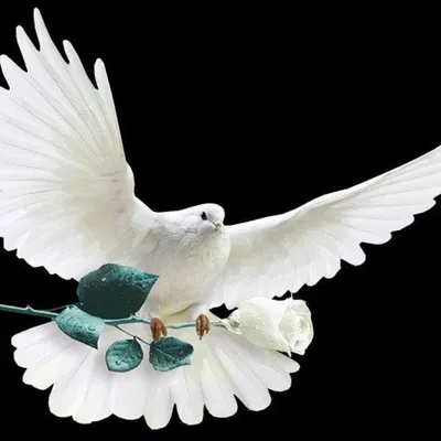 белый голубь которого кто то держит за руку, картинки о мире, о, а также  фон картинки и Фото для бесплатной загрузки