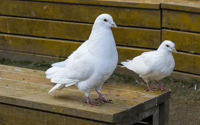 Купить реалистичная мягкая игрушка Hansa Creation Белый голубь, 20 см, цены  на Мегамаркет