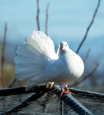 Белый голубь — 02ART40500323 40х50 см / Купить картину по номерам Артвентура