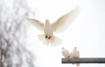 Пара белых голубей, цветы, солнце, …» — создано в Шедевруме