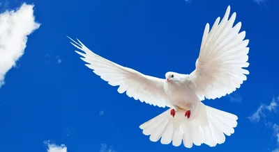 два белых голубя сидят на ветке, картинки белых голубей, птица, голубь фон  картинки и Фото для бесплатной загрузки