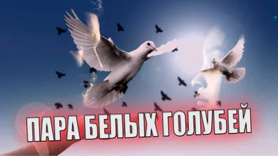Стая белых голубей (Николай Шестаков) / Стихи.ру