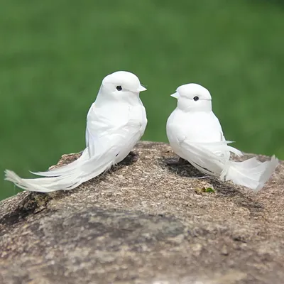 Вести Алтай: 20 белых голубей запустили в небо в Барнауле. Алтайский  краевой детский экологический центр. АКДЭЦ v.2