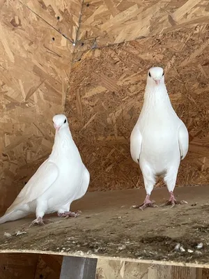 Белые голуби в голубях природы 4 белых, сидя на древней каменной заборе.  Стоковое Изображение - изображение насчитывающей черный, летание: 205959589