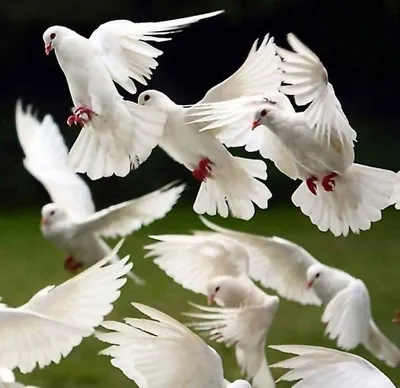 Белые свадебные голуби - ритуал, подвергающийся критике