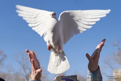 Продам белых голубей: 2 000 тг. - Птицы Алматы на Olx