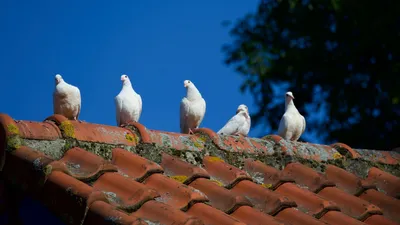2 Красивых белых голубей на местах Стоковое Изображение - изображение  насчитывающей цыплятина, симпатично: 203062487