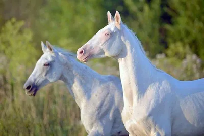 Картинки белых лошадей