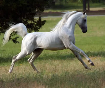 Два Белых Лошадей Galloping Снег — стоковые фотографии и другие картинки  Лошадь - Лошадь, Два животных, Белая лошадь - iStock