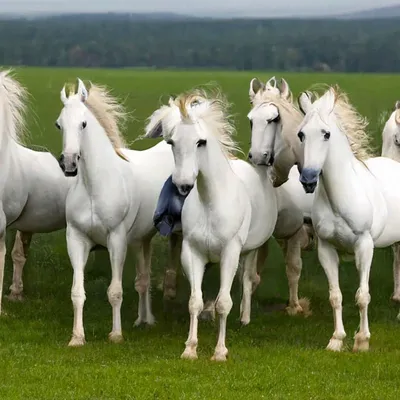 портрет белых лошадей в подсолнух Стоковое Фото - изображение насчитывающей  ферма, отечественно: 244890658