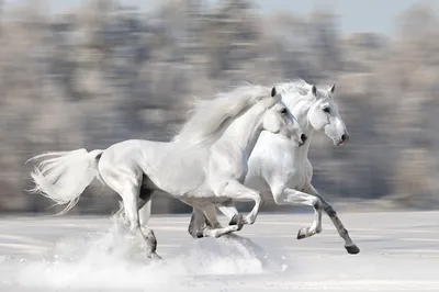 Картина на стекле \"Тройка белых лошадей\" (ID#247254222), цена: 475 ₴,  купить на Prom.ua