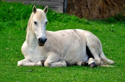 Castorland Пазл \"Белые лошади\". Купить в Санкт-Петербурге –  Интернет-магазин Wite