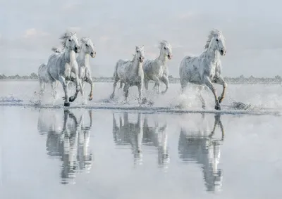 Картина «Семь бегущих белых лошадей» с животными, настенное искусство для  гостиной, домашний декор (без рамки) | AliExpress