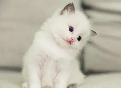 Картинки белых пушистых котят фотографии