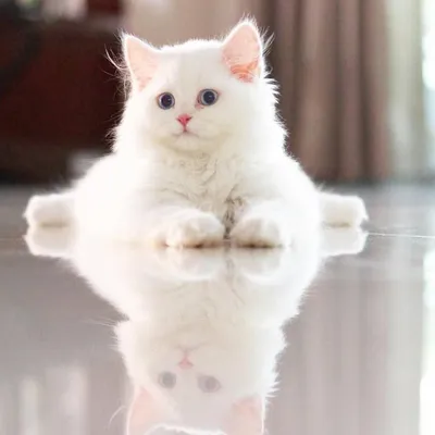 Стадо белых пушистых котят» — создано в Шедевруме
