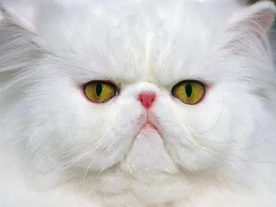 Фотография котенок Кошки Himalayan cat Белый Пушистый 1920x1200