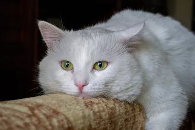 Белый пушистый кот / White fluffy cat в стиле Живопись, Животные на