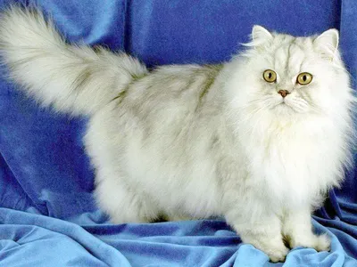 Маленький белый пушистый котенок - картинки и фото koshka.top