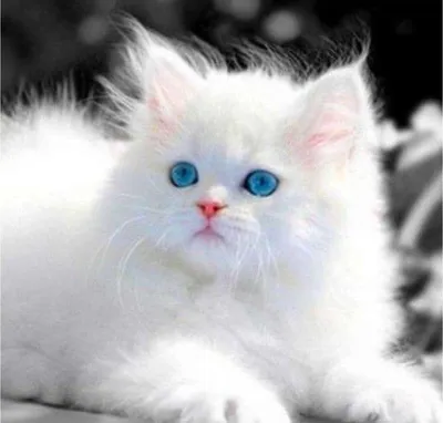 Корзина из белых, пушистых котят, …» — создано в Шедевруме