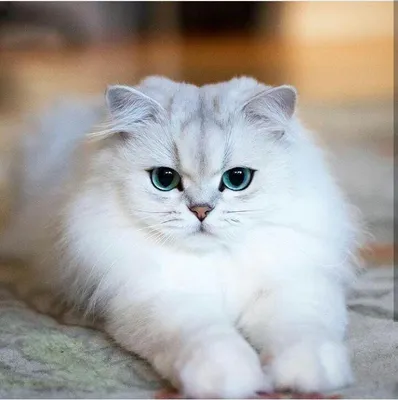 Белый пушистый кот, обои с кошками, картинки, фото 1024x768