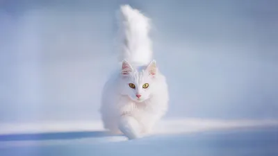 Пропал белый пушистый кот с разноглазием в Ленинском городском округе,  отзывается на Хоси! | Pet911.ru