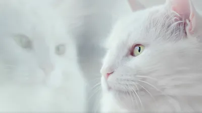 пушистый белый кот, сидящий на портрете стула Стоковое Фото - изображение  насчитывающей чистоплемено, космос: 273135918