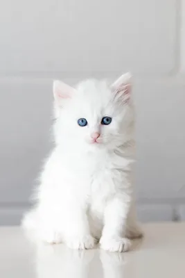 Белые пушистые котята - 71 фото