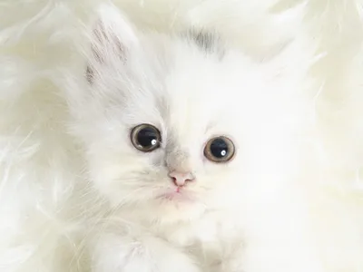 Фотогалерея \"Крупным планом\" - \"Белый пушистый котенок\" - Фото котят