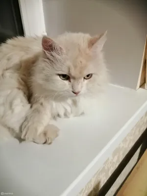 милый белый пушистый кот с пушистым хвостом, сидящим рядом с кроватью в  спальне Стоковое Изображение - изображение насчитывающей котенок, кот:  256839267