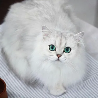 Buy Большой белый пушистый кот в шарфе | Skrami.ca