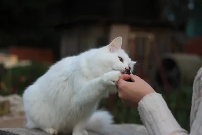Белые пушистые котята - 71 фото