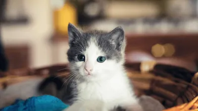 Buy Большой белый пушистый кот в шарфе | Skrami.ca
